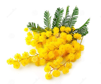 MIMOSA